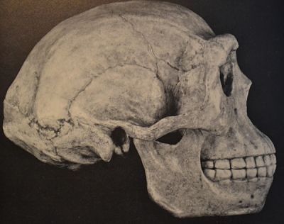 Peking Man skull